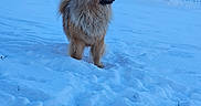 Tango participe au concours pour gagner de l'argent avec cette photo : animal, background, canine, cold, dog, fence, field, fluffy, fur, landscape, majestic, mammal, nature, outdoor, pet, rural, snow, snowy, standing, winter