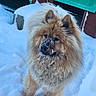 Tango participe au concours pour gagner de l'argent avec cette photo : animal, canine, cold, cute, dog, doghouse, ears, fluffy, friendly, fur, mammal, nature, nose, outdoor, pet, portrait, snow, snowy, standing, winter