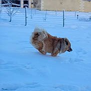 Tango a rejoint le concours — aidez-le/la à gagner de superbes lots ! animal, canine, cold, daylight, dog, fence, fluffy, fur, house, landscape, motion, nature, outdoor, pet, playful, running, snow, snowy, winter, yard