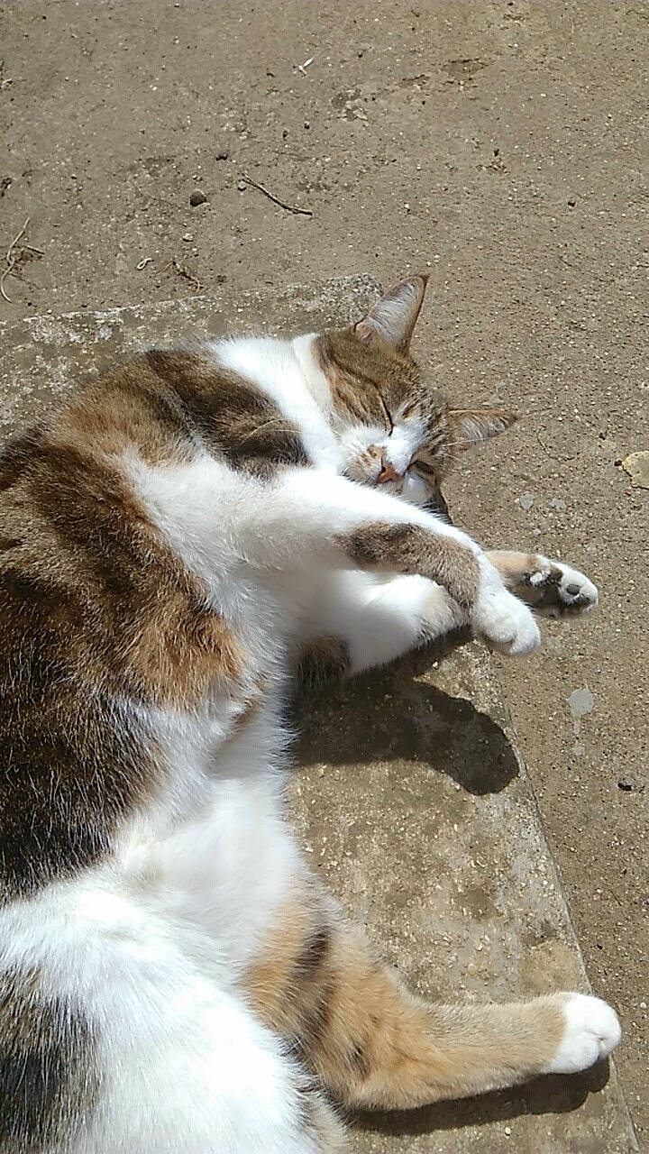 Mimis participe au concours pour gagner de l'argent avec cette photo : aegean_cat, carnivore, cat, domestic_short_haired_cat, european_shorthair, eye, felidae, fur, kitten, organism, paw, polydactyl_cat, sand, small_to_medium_sized_cats, snout, tail, whiskers