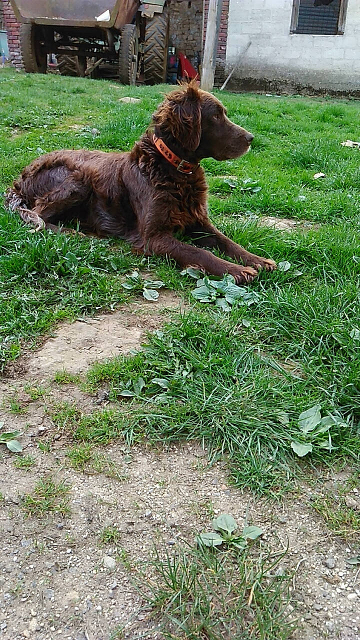 Missy participe au concours pour gagner de l'argent avec cette photo : canidae, carnivore, dog, dog_breed, german_longhaired_pointer, german_spaniel, grass, liver, mammal, plant, pointing_breed, pudelpointer, spaniel, sporting_group, stichelhaar, vertebrate