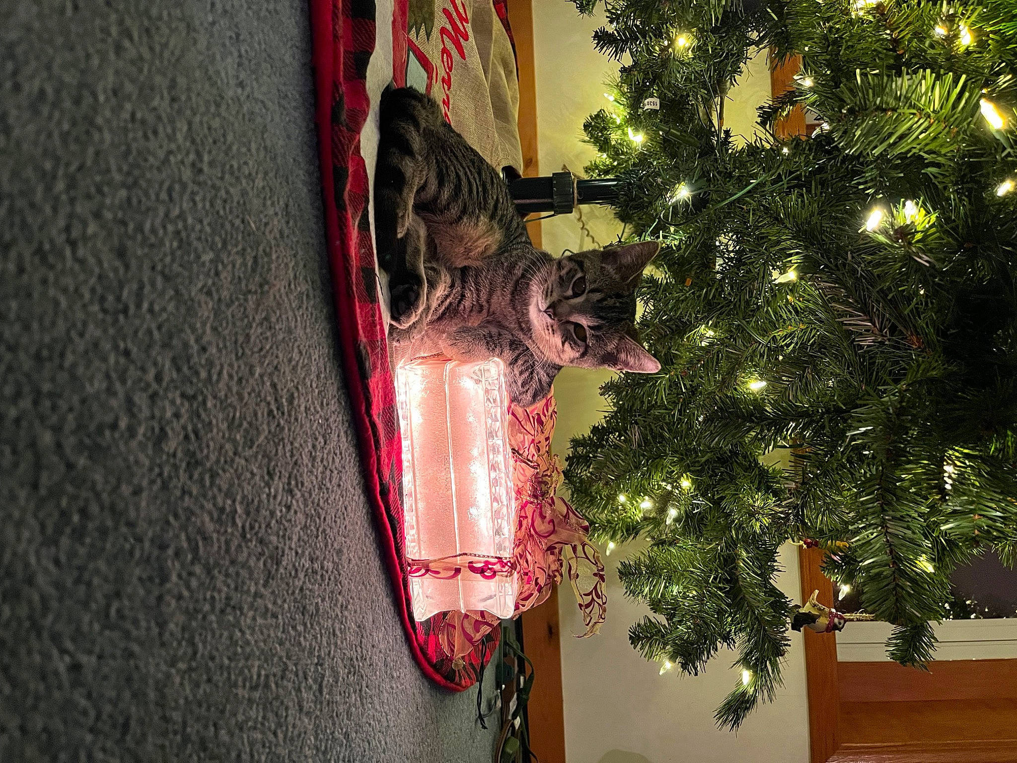Bandit is registered to the contest to win money with this photo: automotive_lighting, christmas, christmas_decoration, christmas_ornament, christmas_tree, conifer, event, evergreen, holiday, holiday_ornament, house, interior_design, ornament, plant, room, tints_and_shades, tradition, tree, window, wood