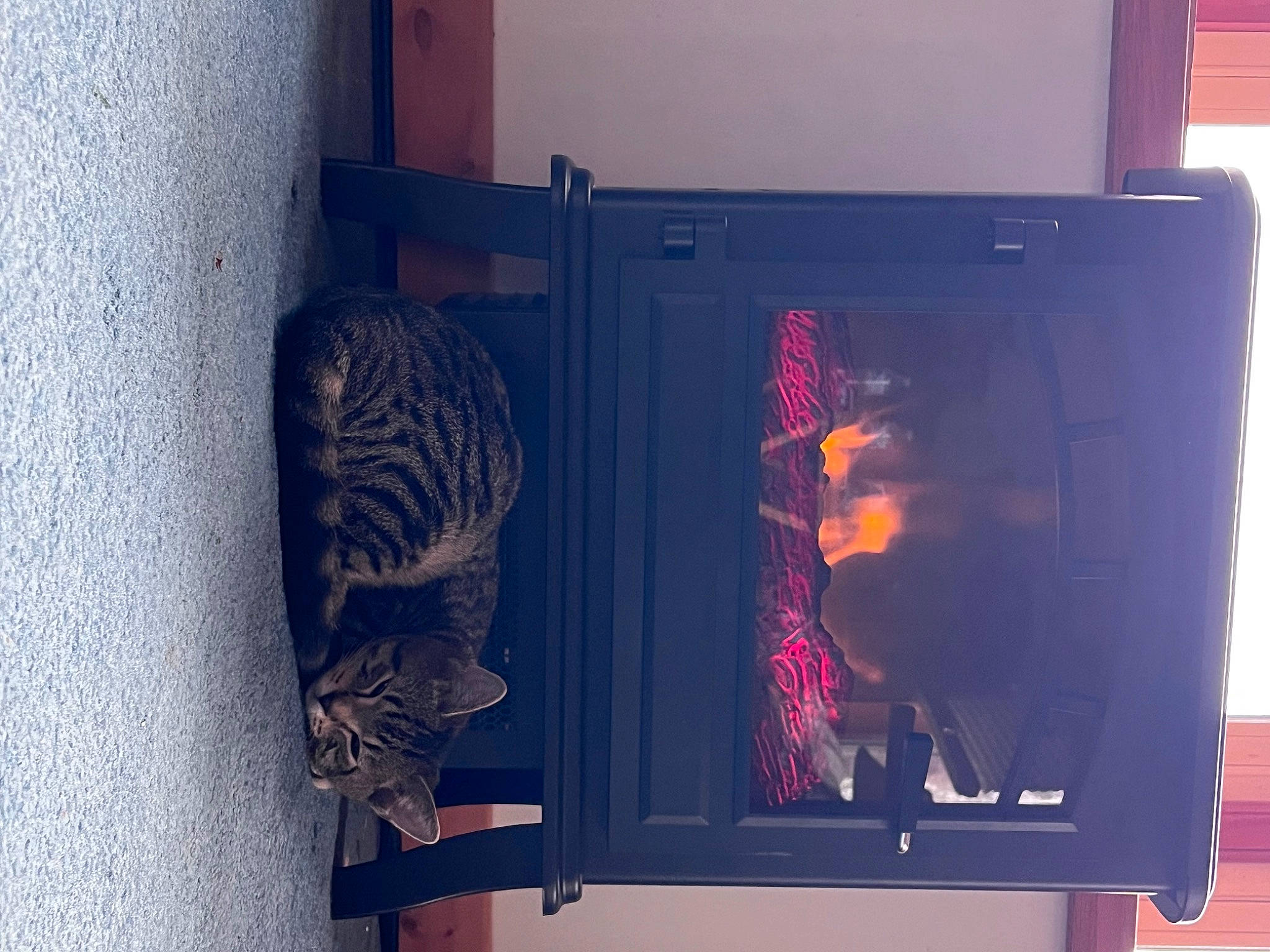 Bandit joined the competition — help win amazing prizes! art, display_device, door, felidae, gas, glass, heat, machine, magenta, metal, multimedia, rectangle, room, visual_arts, wood