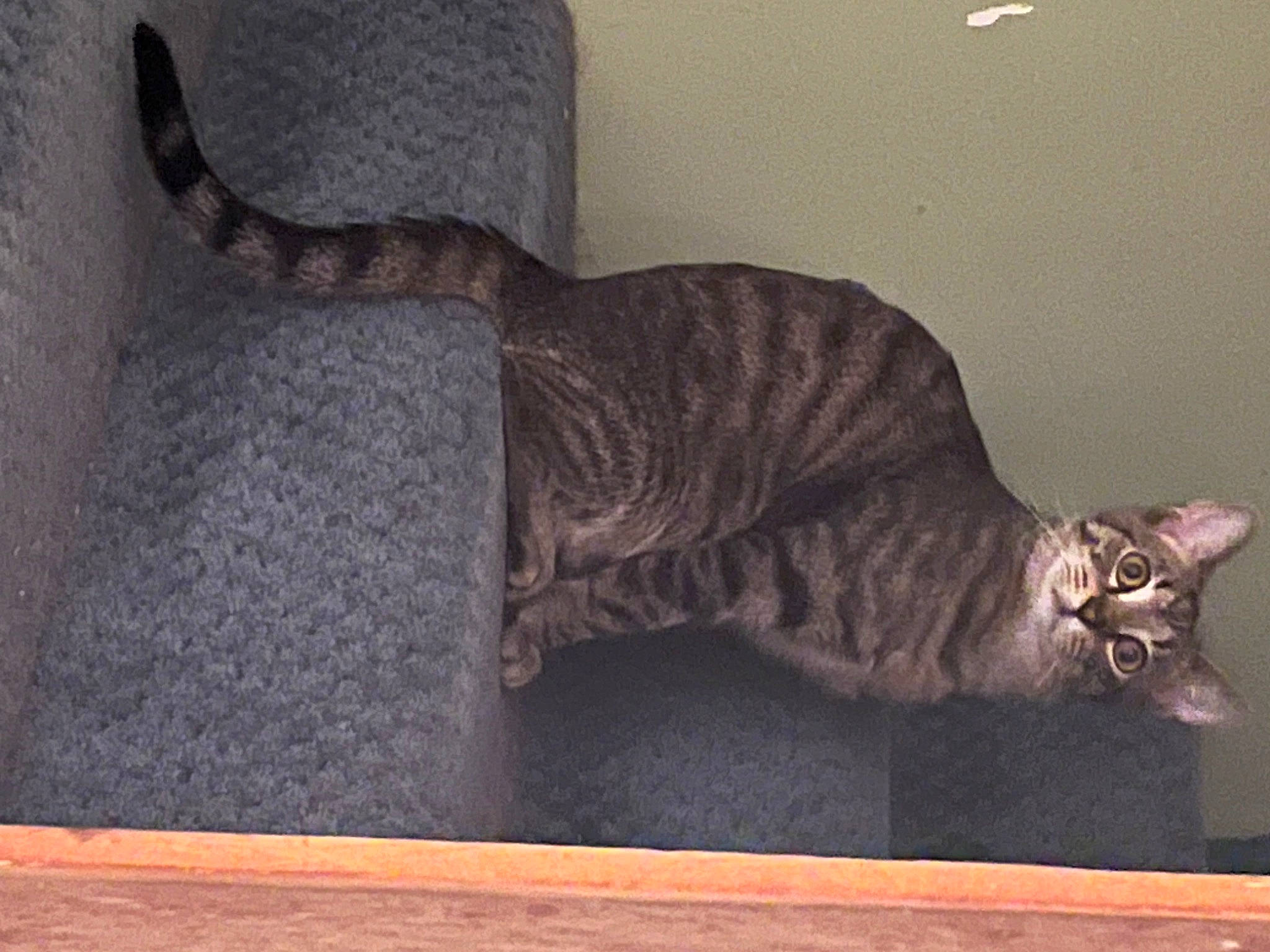 Bandit joined the competition — help win amazing prizes! brown, carnivore, cat, comfort, domestic_short_haired_cat, fawn, felidae, floor, flooring, fur, grey, hardwood, room, small_to_medium_sized_cats, snout, tail, terrestrial_animal, whiskers, window, wood
