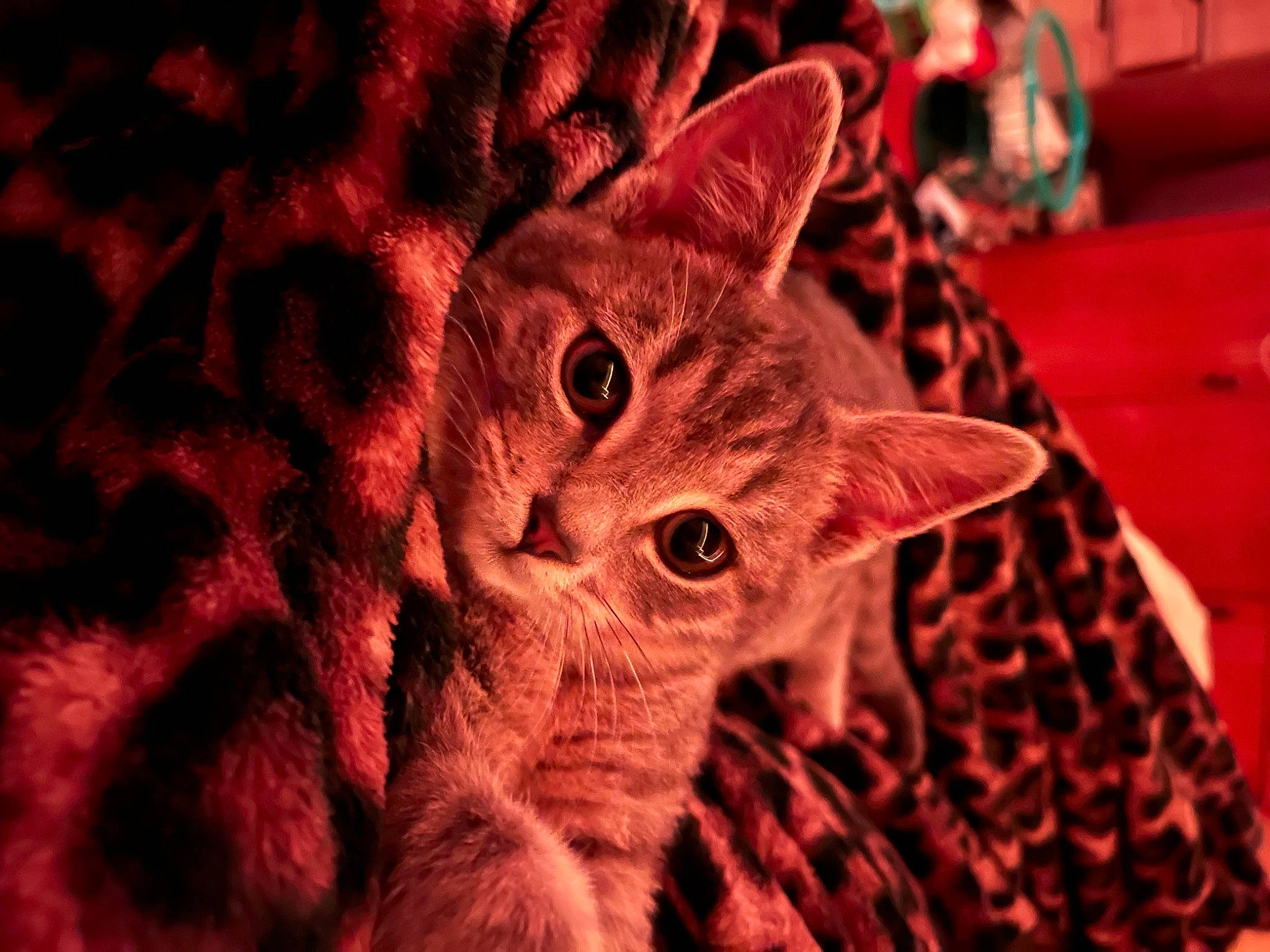 Milo