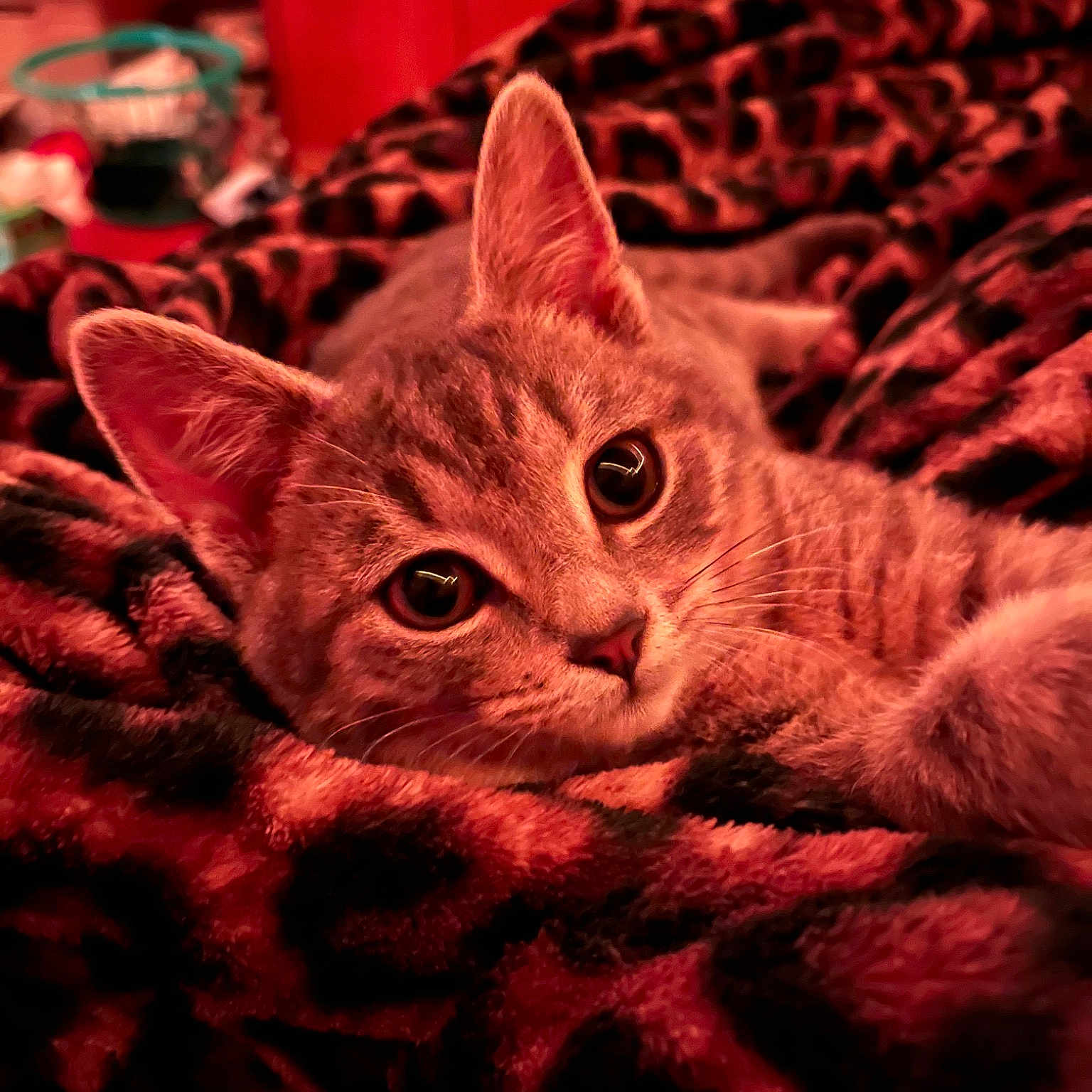 Milo