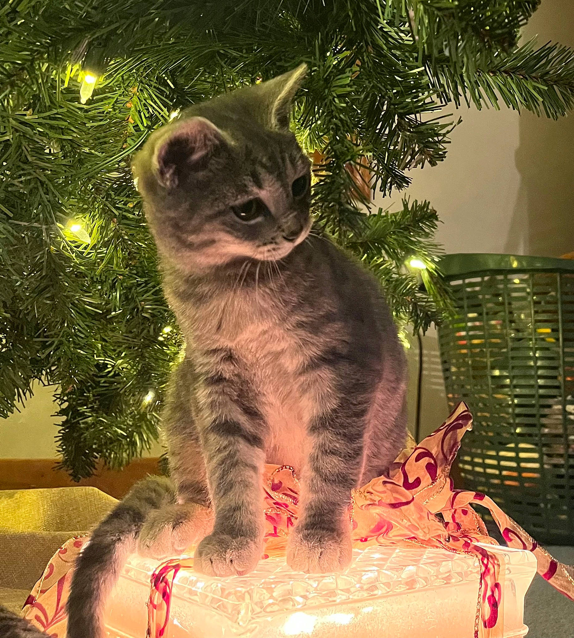 Milo joined the competition — help win amazing prizes! carnivore, cat, christmas, christmas_decoration, christmas_ornament, christmas_tree, conifer, domestic_short_haired_cat, event, evergreen, fawn, felidae, fur, holiday, light, plant, small_to_medium_sized_cats, tail, tree, whiskers