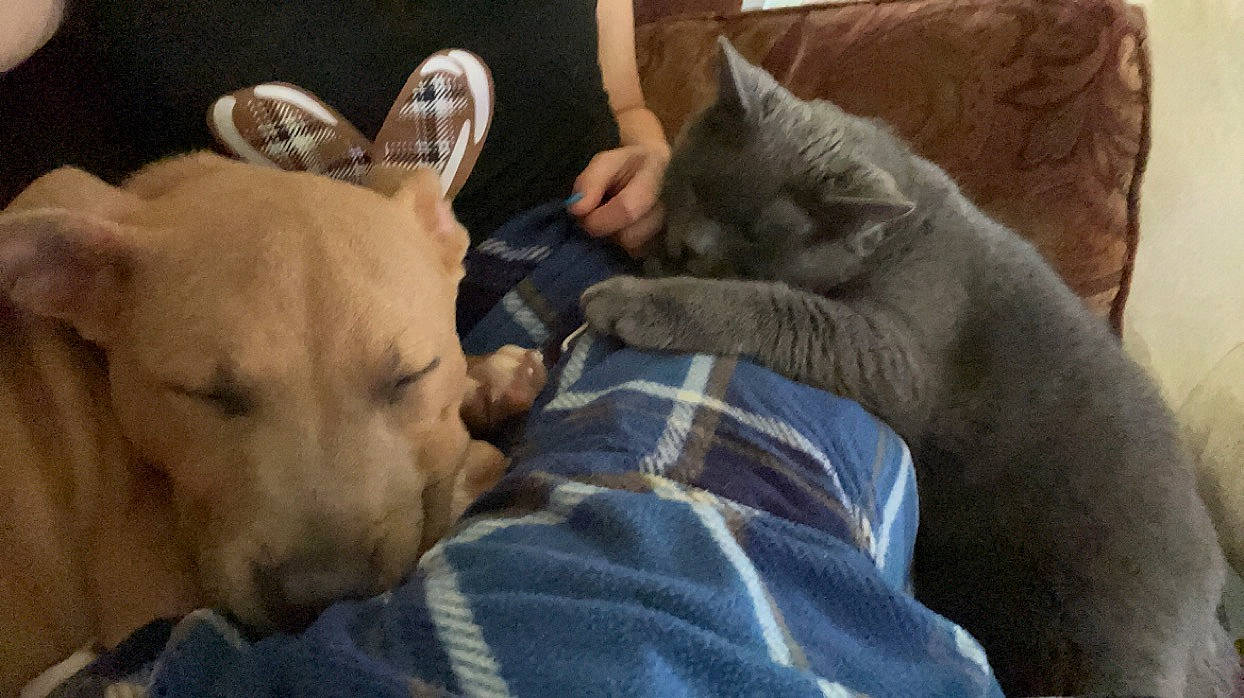 Nova is registered to the contest to win money with this photo: canidae, carnivore, cat, comfort, companion_dog, dog, dog_breed, domestic_short_haired_cat, fawn, felidae, fur, gesture, guard_dog, nap, paw, small_to_medium_sized_cats, snout, suidae, whiskers, wrinkle