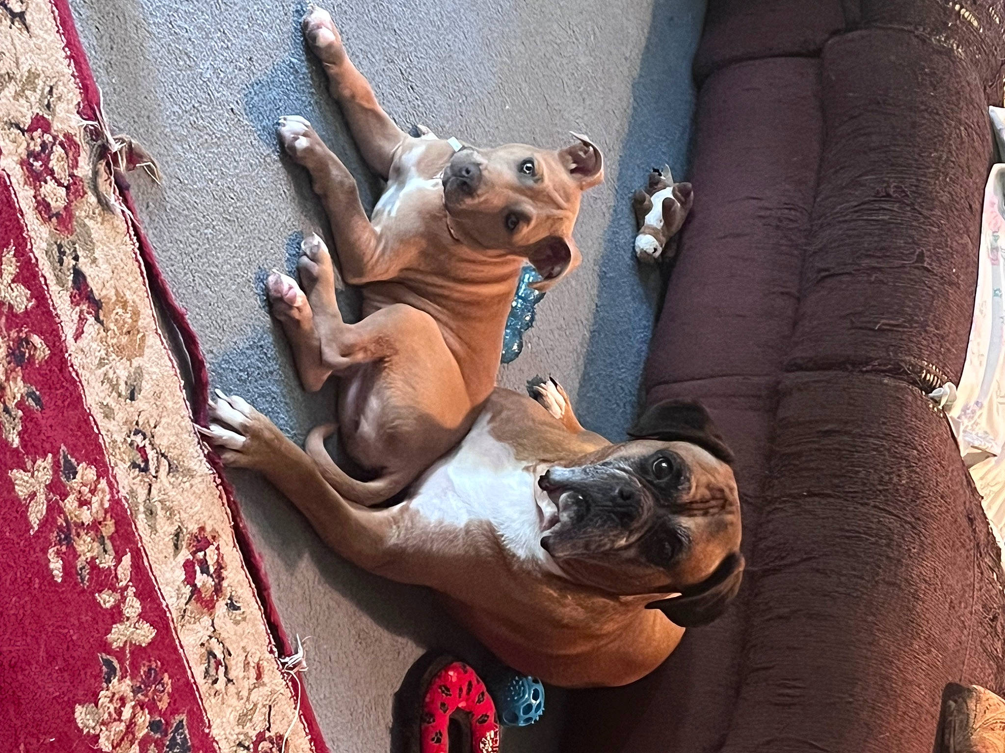 Nova joined the competition — help win amazing prizes! canidae, carmine, carnivore, collar, companion_dog, dog, dog_breed, dog_collar, fawn, non_sporting_group, pet_supply, recreation, snout, sporting_group, tail, toy_dog, tree, trunk, wood, working_animal