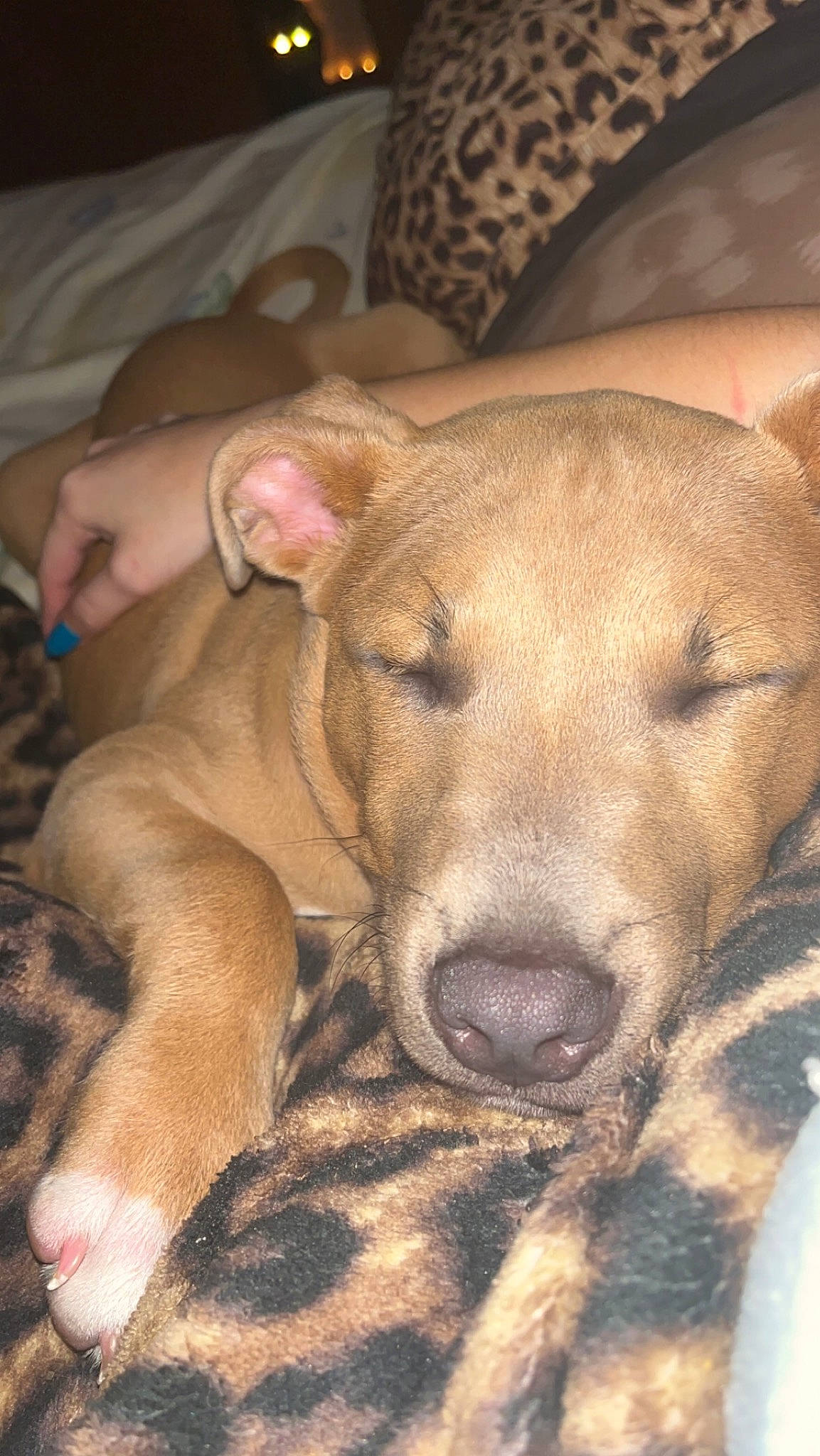 Nova is registered to the contest to win money with this photo: canidae, carnivore, comfort, companion_dog, dog, dog_breed, fawn, fur, guard_dog, nap, non_sporting_group, puppy, snout, sporting_group, terrestrial_animal, toy_dog, whiskers, working_animal, wrinkle