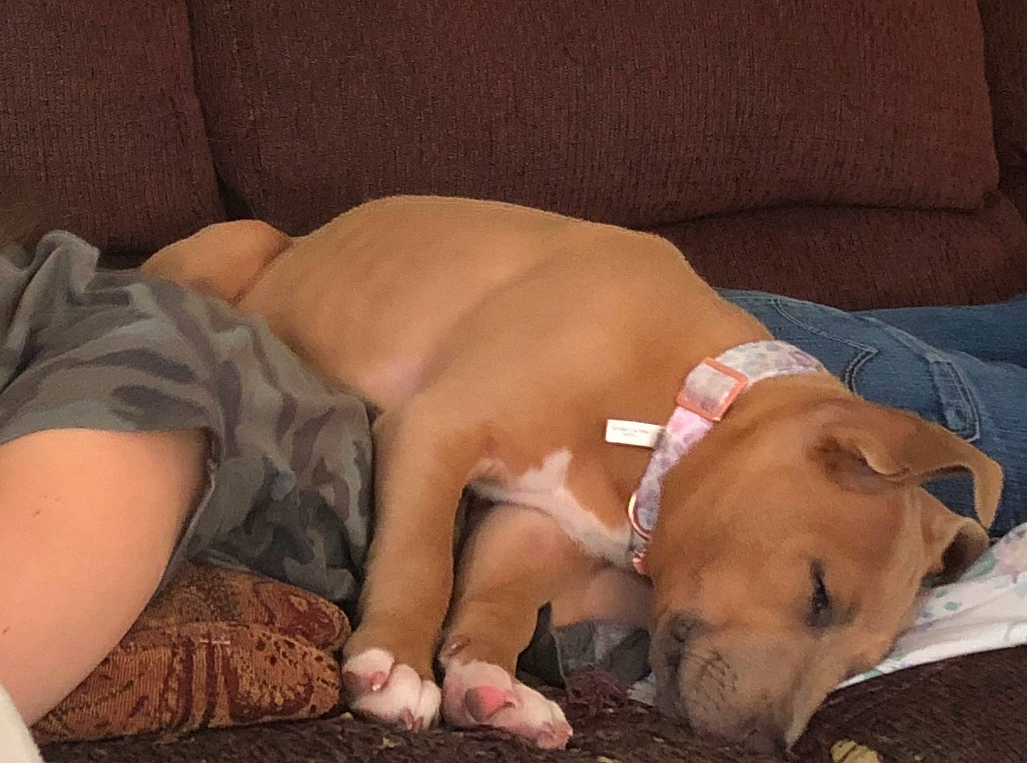Nova joined the competition — help win amazing prizes! abdomen, barechested, barefoot, bed, bedding, chest, comfort, dog, fawn, foot, human_leg, knee, leg, linens, muscle, sand, sun_tanning, thigh, trunk, undergarment