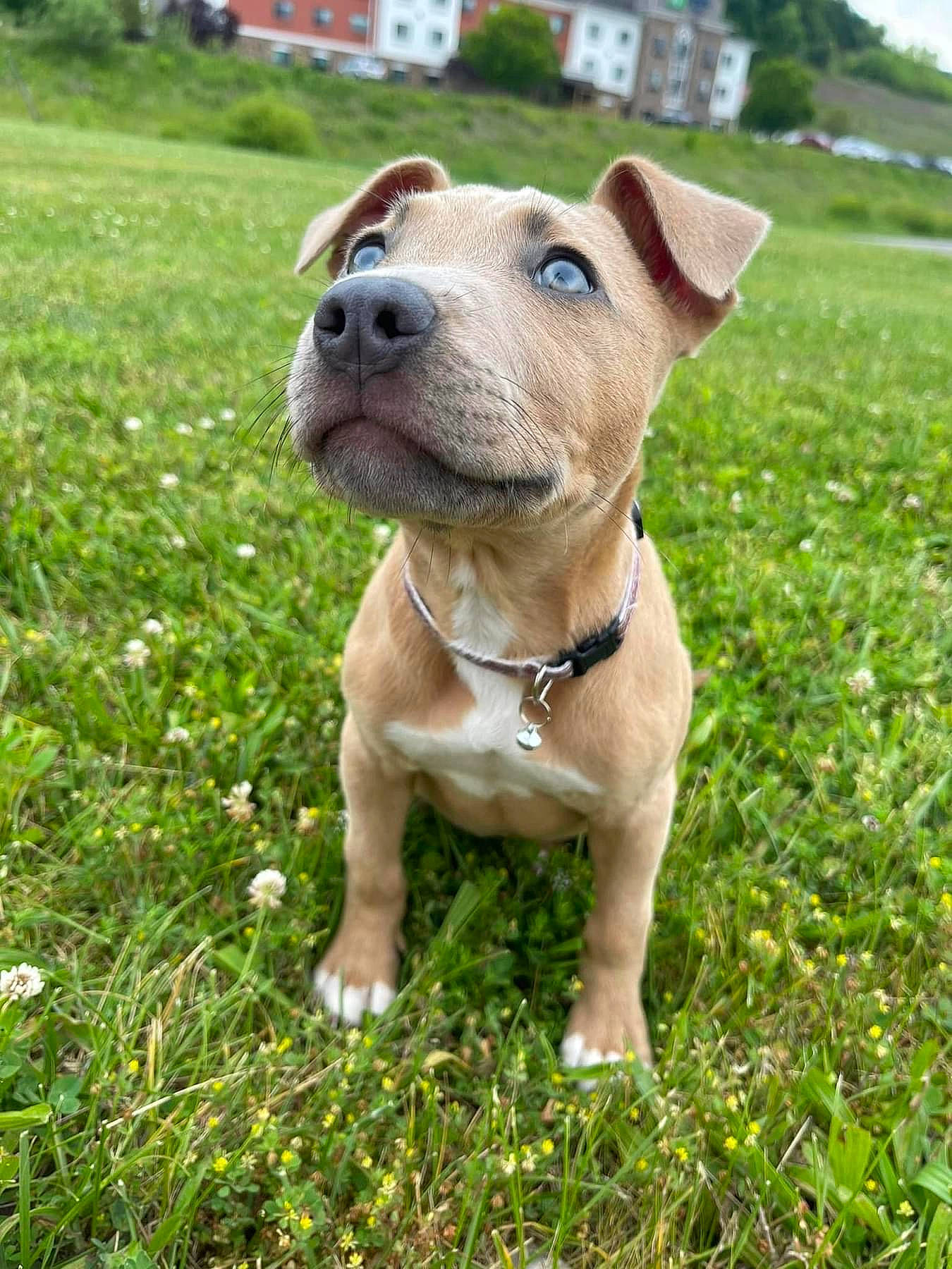 Nova
