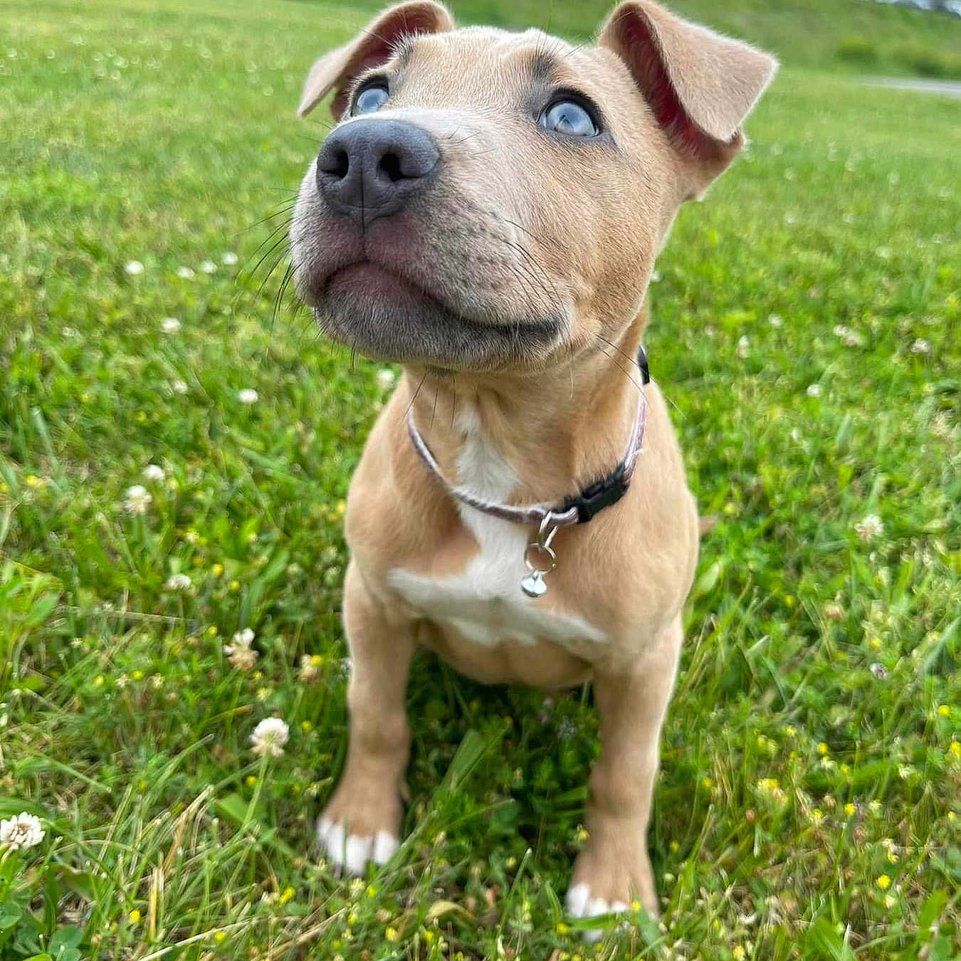 Nova