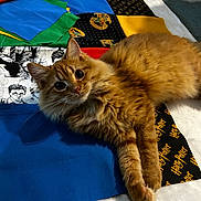 Oscar is registered to the contest to win money with this photo: cat, orange_cat, fluffy, quilt, patchwork, harry_potter, bed, fabric, cute, pet, domestic_cat, indoor, resting, fur, animal, whiskers, relaxed, looking_at_camera, colorful, soft