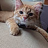 Oscar is registered to the contest to win money with this photo: cat, orange_tabby, pet, feline, whiskers, pink_nose, close_up, couch, indoor, window, natural_light, relaxed, furniture, curious, animal, soft_light, domestic, mammal, young_cat, texture