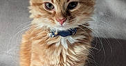 Oscar is registered to the contest to win money with this photo: cat, kitten, orange_tabby, feline, pet, collar, whiskers, fur, cute, animal, indoor, portrait, sitting, soft, gray_background, young, small, curious, closeup, fluffy
