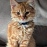 cat, kitten, orange_tabby, feline, pet, collar, whiskers, fur, cute, animal, indoor, portrait, sitting, soft, gray_background, young, small, curious, closeup, fluffy