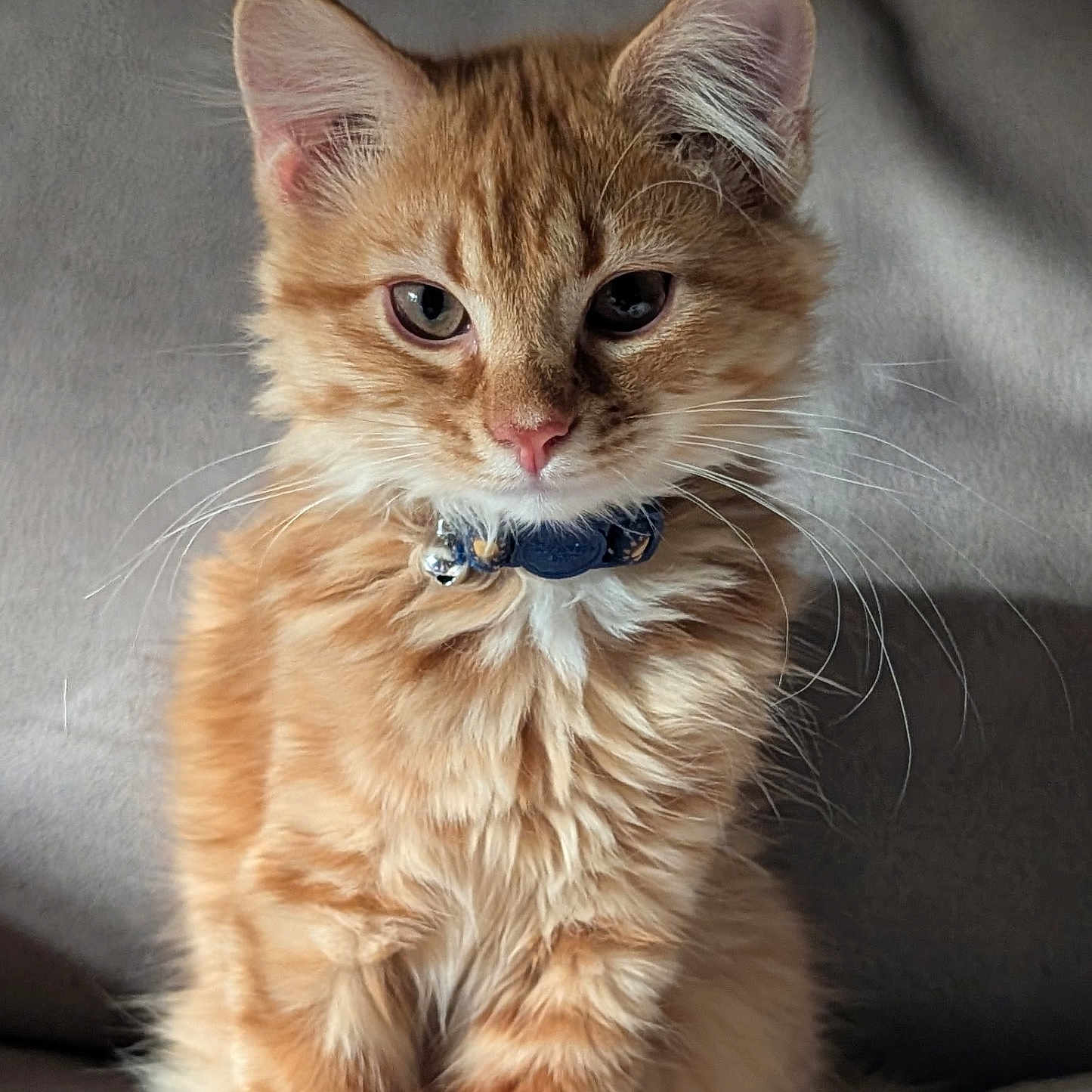 Oscar is registered to the contest to win money with this photo: cat, kitten, orange_tabby, feline, pet, collar, whiskers, fur, cute, animal, indoor, portrait, sitting, soft, gray_background, young, small, curious, closeup, fluffy