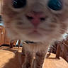 Oscar joined the competition — help win amazing prizes! cat, close_up, curious, pink_nose, whiskers, wooden_table, kitchen, chair, cabinet, indoor, pet, animal, feline, blurred, front_paws, brown_fur, orange_fur, domestic_cat, face