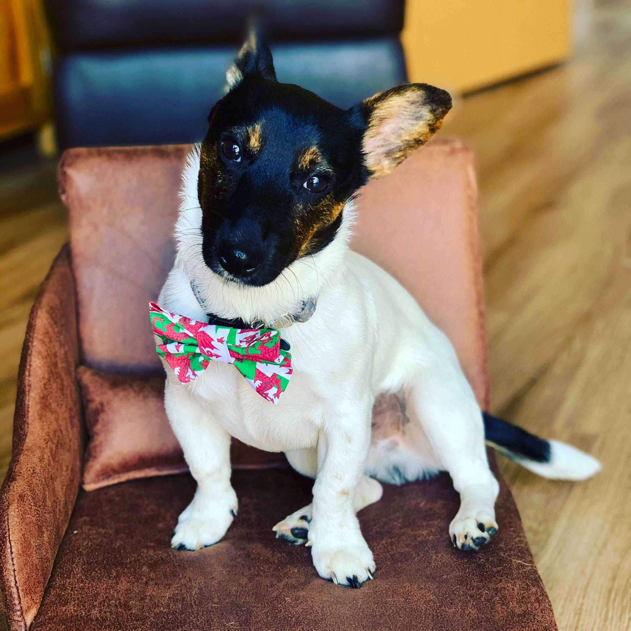 Bryn joined the competition — help win amazing prizes! canidae, carnivore, chilean_fox_terrier, dog, dog_breed, feist, fox_terrier, japanese_terrier, mammal, miniature_fox_terrier, puppy, rare_breed_dog, rat_terrier, ratonero_bodeguero_andaluz, smooth_fox_terrier, teddy_roosevelt_terrier, tenterfield_terrier, terrier, toy_fox_terrier, vertebrate