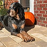 dog, hound, black_and_tan, short_hair, floppy_ears, animal, pet, portrait, sitting, lying_down, outdoor, patio, brick_wall, pumpkin, autumn, fall, sunlight, garden, paws, photography