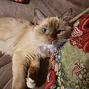 Ms. Kitty joined the competition — help win amazing prizes! blue_eyes, brown_background, cat, close_up, cozy, cute, decorative_pillow, domestic_cat, feline, flags, fluffy, indoor, lying_down, patriotic, pet, pillow, red_truck, relaxed, soft_surface, whiskers