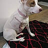 Patches is registered to the contest to win money with this photo: dog, pet, canine, white_dog, brown_markings, sitting, collar, pink_collar, indoors, blanket, patterned_blanket, wood_floor, wall, home, portrait, side_profile, serious_expression, healing_scar, surgery_recovery, animal_photography