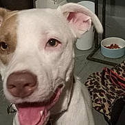 Patches joined the competition — help win amazing prizes! dog, dogs, white_dog, brown_dog, pet, canine, portrait, close_up, happy, smiling, tongue_out, floppy_ears, collar, indoor, home, pet_bowl, dog_food, leopard_print, furniture, photography