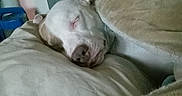 Patches is registered to the contest to win money with this photo: dog, sleeping, 寝姿, white_dog, tan_dog, pet, animal, bed, blanket, cushion, bedroom, indoors, cozy, relaxed, resting, closed_eyes, snout, short_hair, portrait, nap