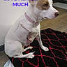 Patches joined the competition — help win amazing prizes! dog, pet, white_dog, brown_markings, sitting, collar, pink_collar, scar, healing, indoor, blanket, patterned_blanket, wood_floor, furniture, portrait, side_profile, animal, canine, text_overlay, emotional