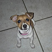 Aimy a rejoint le concours — aidez-le/la à gagner de superbes lots ! puppy, dog, pet, floor, tile, collar, small, cute, animal, indoor, looking_up, ears, white, brown, young, adorable, domestic, canine, fur, nose