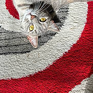 Pepper is registered to the contest to win money with this photo: animal_face, cat, closeup, curious, domestic_animal, ears, gray, gray_fur, indoor, pattern, pet, playful, red, rug, tabby, textured_rug, upside_down, whiskers, white, yellow_eyes