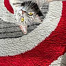 animal_face, cat, closeup, curious, domestic_animal, ears, gray, gray_fur, indoor, pattern, pet, playful, red, rug, tabby, textured_rug, upside_down, whiskers, white, yellow_eyes
