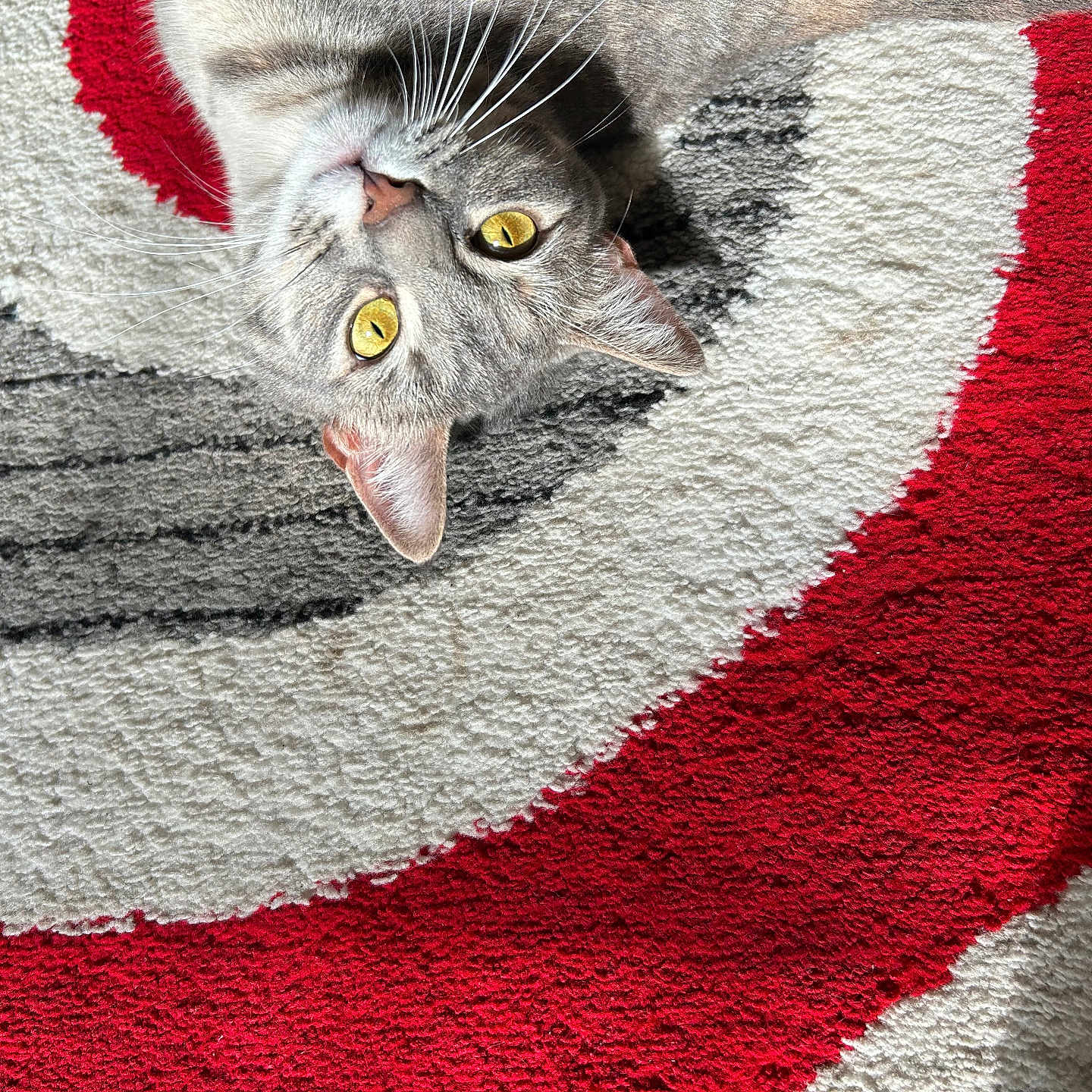 Pepper