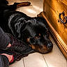 Taz a rejoint le concours — aidez-le/la à gagner de superbes lots ! dog, rottweiler, black_dog, lying_down, floor, tile_floor, footwear, sneakers, red_laces, wooden_furniture, indoor, sunlight, resting, pet, animal, companion, calm, close_up, black_and_tan, cozy