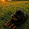 Taz participe au concours pour gagner de l'argent avec cette photo : rottweiler, puppy, dog, grass, meadow, flowers, sunset, sunlight, nature, outdoor, animal, pet, cute, young, green, field, canine, adorable, peaceful, evening