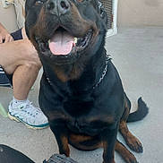 Taz a rejoint le concours — aidez-le/la à gagner de superbes lots ! animal, black_dog, brown_markings, cabinet, casual, chain_collar, concrete_floor, dog, furniture, happy, legs, outdoor, person, pet, rottweiler, shorts, sitting, smiling, sneakers, tongue_out