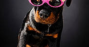 Taz participe au concours pour gagner de l'argent avec cette photo : rottweiler, puppy, dog, sunglasses, pink, polka_dot, flower, pet, animal, cute, portrait, studio, black_background, sitting, fur, paw, nose, ears, adorable, fashion