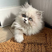 Winston is registered to the contest to win money with this photo: kitten, cat, fluffy, white_fur, blue_eyes, pet, indoor, floor, mat, corner, fur, whiskers, cute, animal, young, resting, domestic_cat, feline, closeup, curious