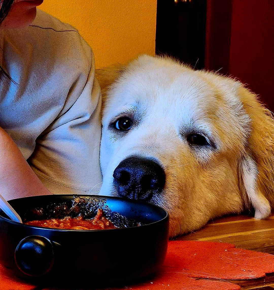 Oddin is registered to the contest to win money with this photo: ball, bowl, carnivore, companion_dog, cup, dog, dog_breed, dog_supply, drink, drinkware, fawn, food, ingredient, recipe, serveware, snout, sporting_group, table, tableware, whiskers