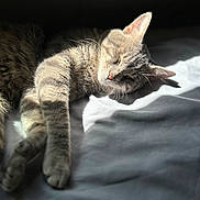 Roly joined the competition — help win amazing prizes! animal, bed, blanket, cat, closeup, cozy, cute, domestic_animal, feline, fur, indoor, paw, pet, relaxed, resting, shadow, sleeping, sunlight, tabby_cat, whiskers