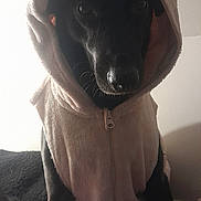 Saddhu participe au concours pour gagner de l'argent avec cette photo : animal, black_dog, blanket, calm, clothing, costume, cozy, cute, dog, domestic_animal, ears, fabric, hoodie, indoor, mammal, pet, portrait, shadow, sitting, soft_lighting