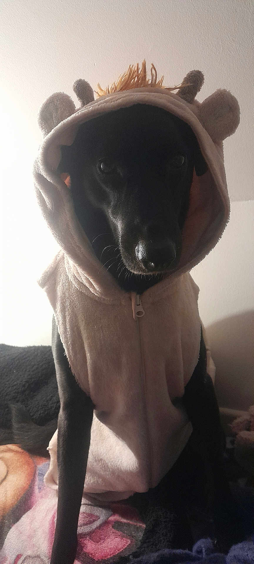 Saddhu participe au concours pour gagner de l'argent avec cette photo : animal, black_dog, blanket, calm, clothing, costume, cozy, cute, dog, domestic_animal, ears, fabric, hoodie, indoor, mammal, pet, portrait, shadow, sitting, soft_lighting