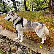 Luna joined the competition — help win amazing prizes! dog, husky, animal, leash, harness, outdoor, park, grass, tree, stone_wall, nature, pet, canine, walking, side_view, daylight, fur, mammal, greenery, landscape