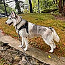 dog, husky, animal, leash, harness, outdoor, park, grass, tree, stone_wall, nature, pet, canine, walking, side_view, daylight, fur, mammal, greenery, landscape