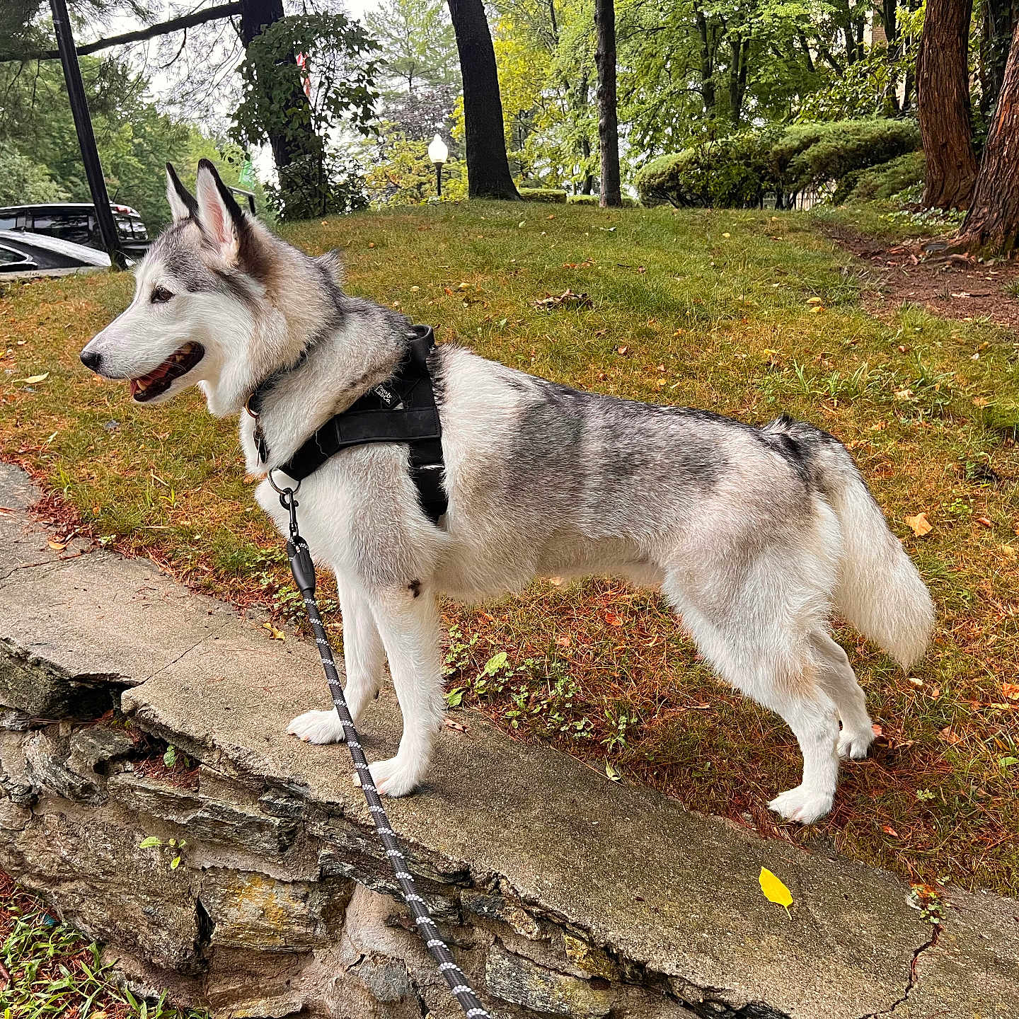 Luna joined the competition — help win amazing prizes! dog, husky, animal, leash, harness, outdoor, park, grass, tree, stone_wall, nature, pet, canine, walking, side_view, daylight, fur, mammal, greenery, landscape