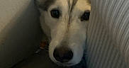 Luna is registered to the contest to win money with this photo: dog, husky, face, peeking, corner, wall, couch, striped, indoor, pet, animal, fur, ears, nose, black_nose, looking, hiding, closeup, shadow, quiet