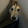 dog, husky, face, peeking, corner, wall, couch, striped, indoor, pet, animal, fur, ears, nose, black_nose, looking, hiding, closeup, shadow, quiet