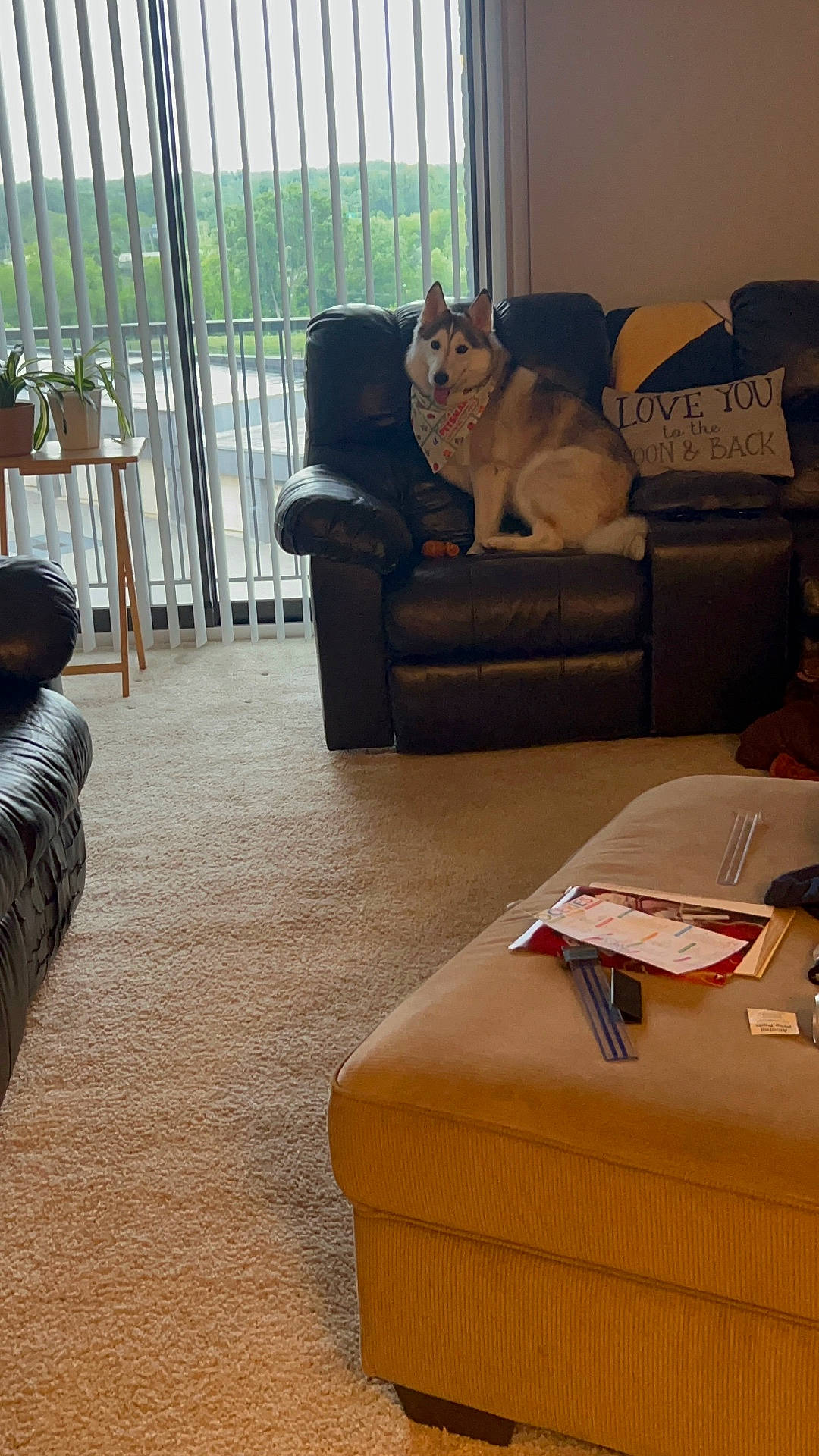 Luna joined the competition — help win amazing prizes! armchair, bandana, carpet, couch, decor, dog, furniture, husky, indoor, living_room, ottoman, papers, pet, pillow, plants, ruler, table, text, vertical_blinds, window