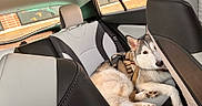 Luna is registered to the contest to win money with this photo: animal, backseat, brick_wall, car, curious, daylight, dog, ears, fur, husky, interior, leash, paws, pet, relaxed, resting, seat, seatbelt, vehicle, window